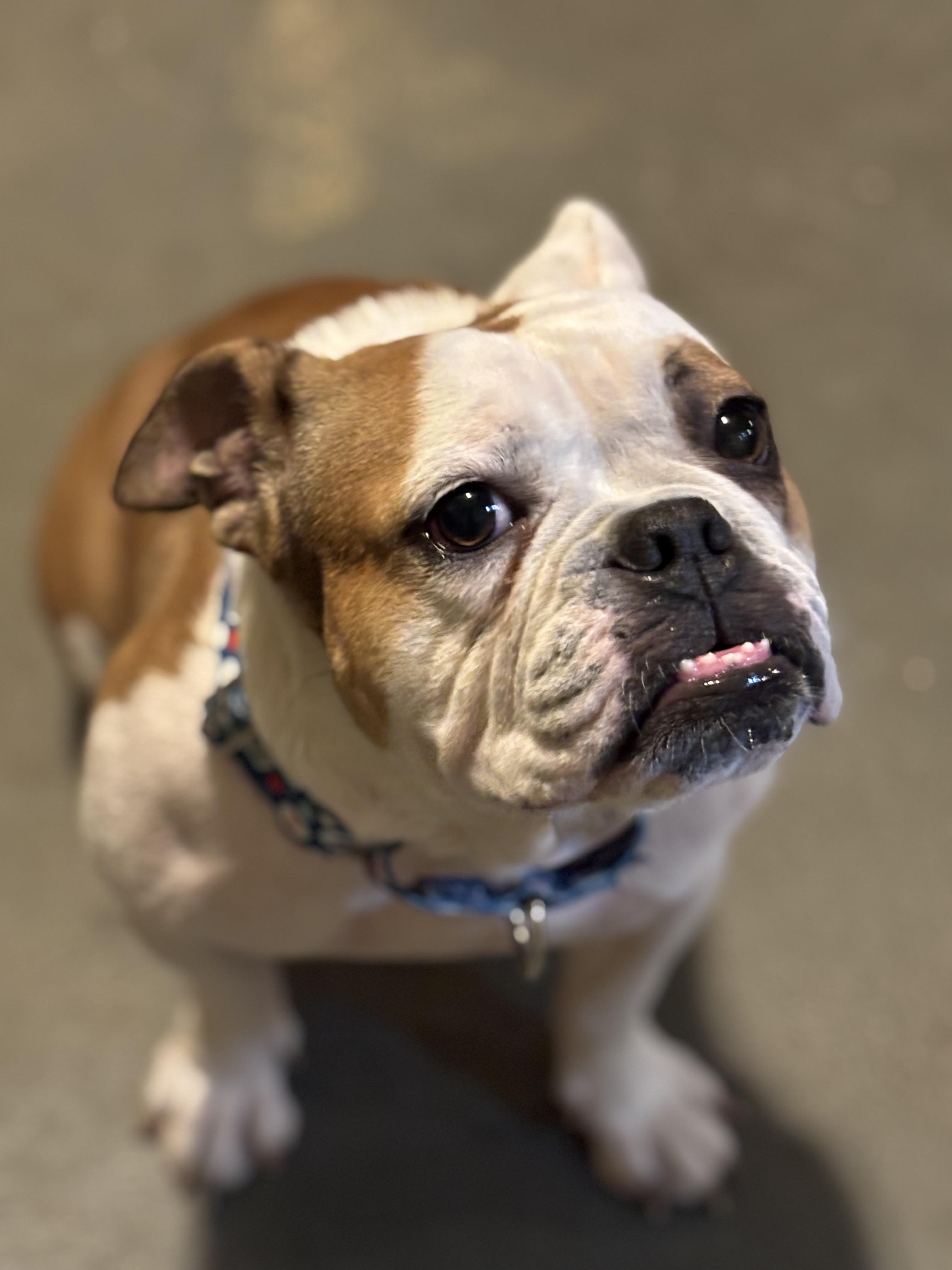 Remi, a Adopted English Bulldog in Wheaton, IL image 3/3
