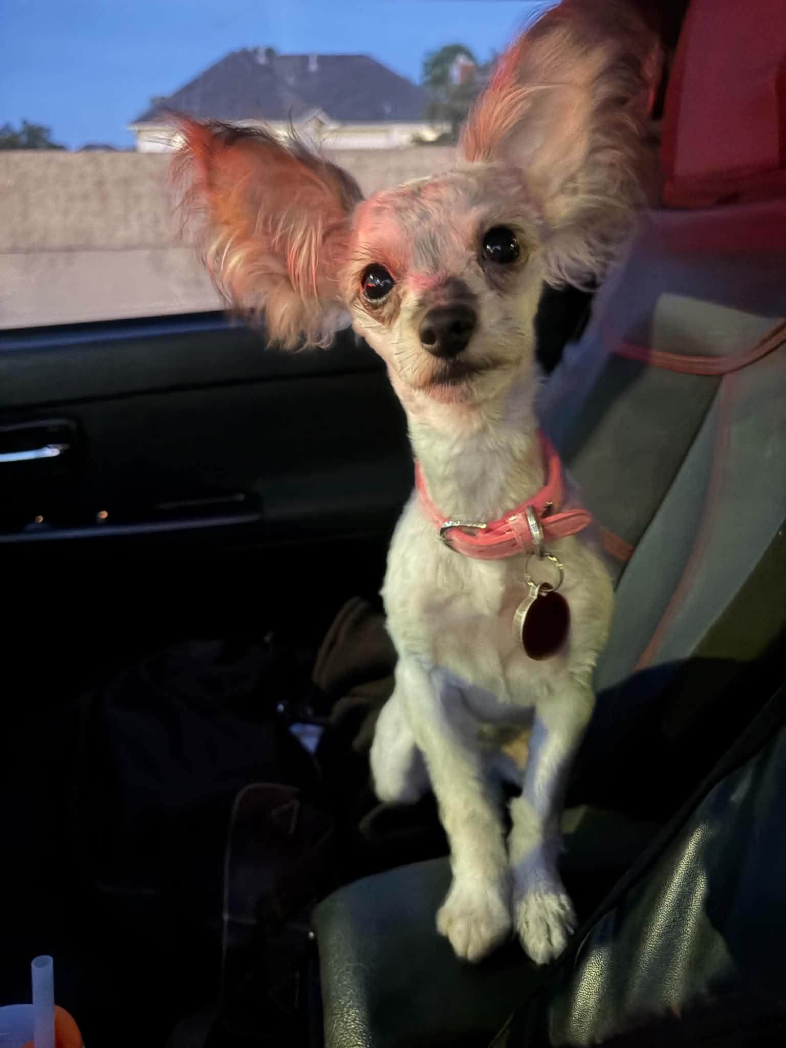 POPPY S, Adoptable, Young Female Silky Terrier.