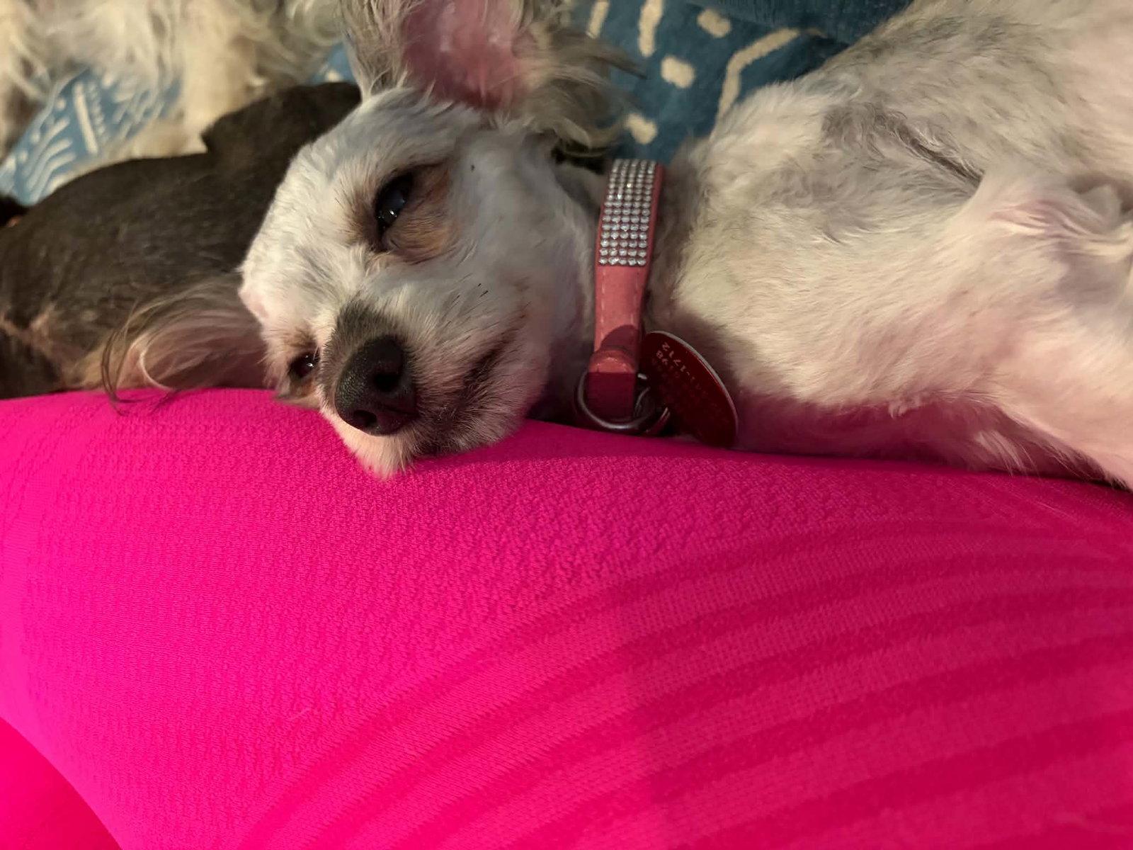 Enlarge POPPY S, a Adoptable Silky Terrier in Katy, TX image 2/3