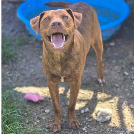 CT Buzz, Adoptable, Young Male Labrador Retriever & Mixed Breed.