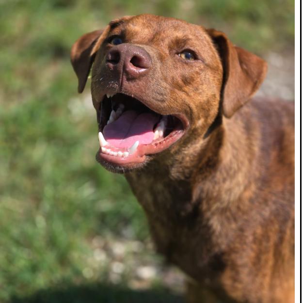 Enlarge CT Buzz, a Adoptable mixed breed in Stormville, NY image 2/2