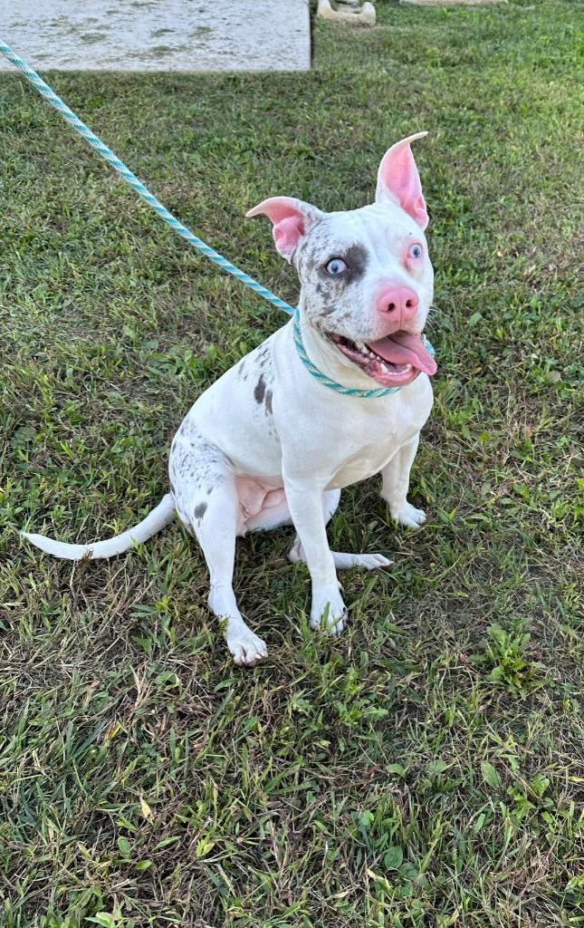 Enlarge Agave, a Adoptable mixed breed in Christiansburg, VA image 1/4