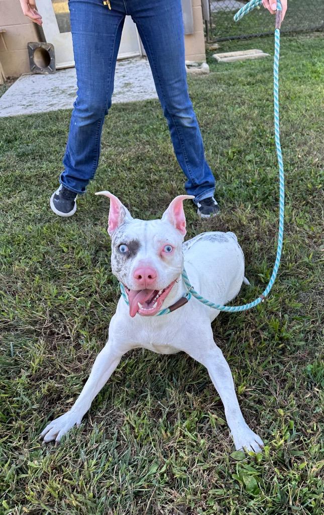 Enlarge Agave, a Adoptable mixed breed in Christiansburg, VA image 2/4