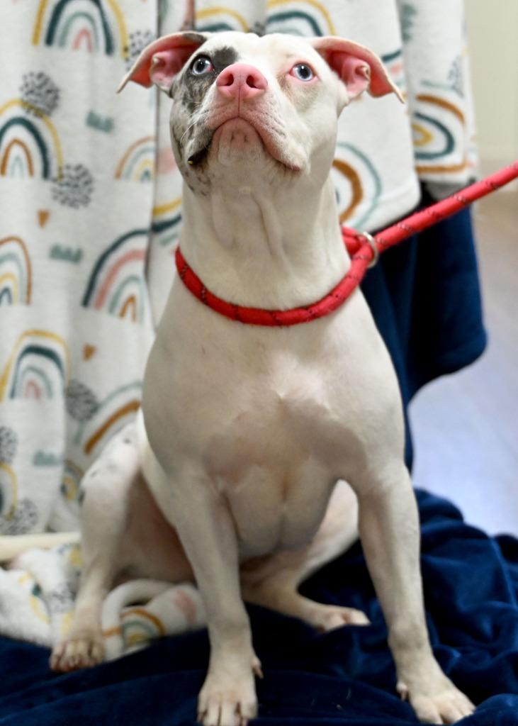 Enlarge Agave, a Adoptable mixed breed in Christiansburg, VA image 3/4