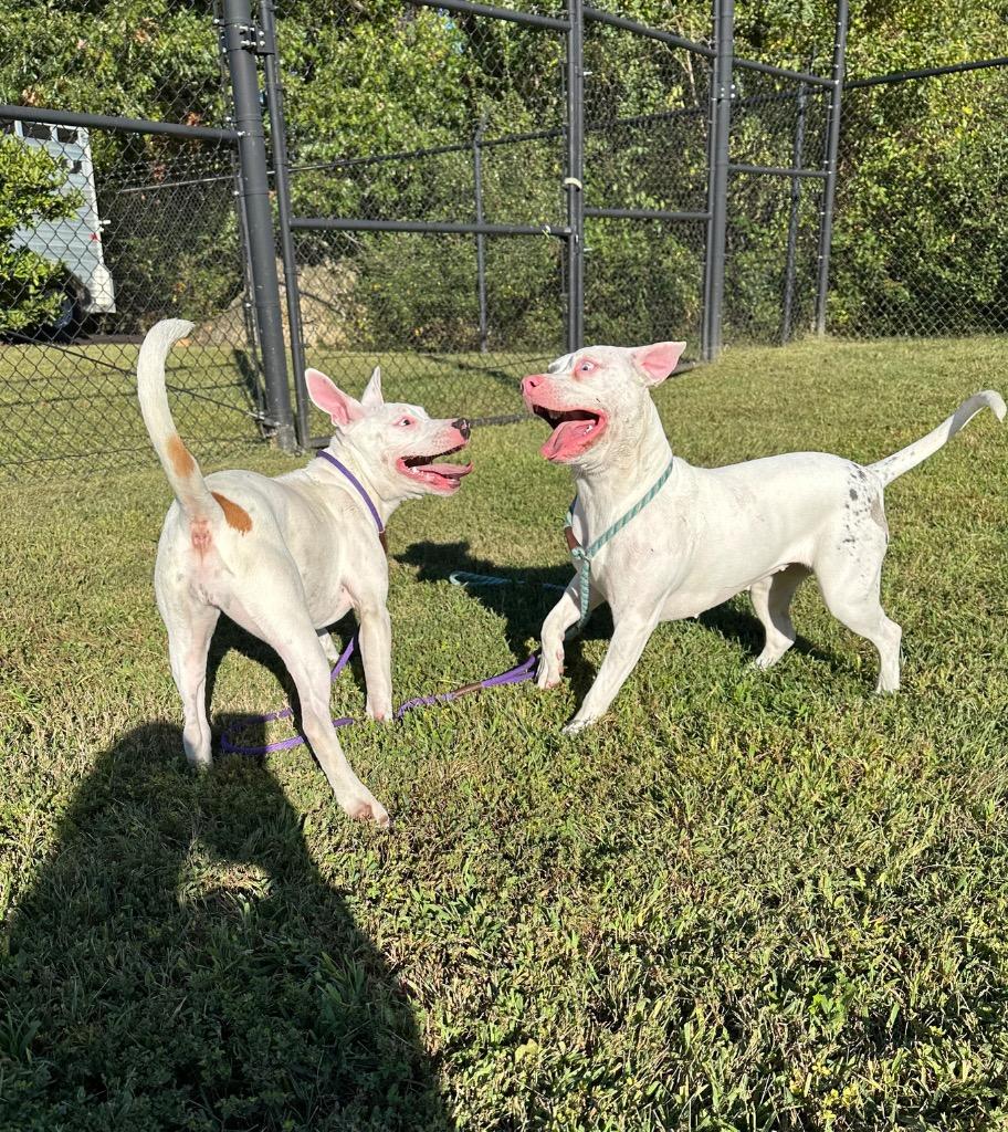 Enlarge Agave, a Adoptable mixed breed in Christiansburg, VA image 4/4