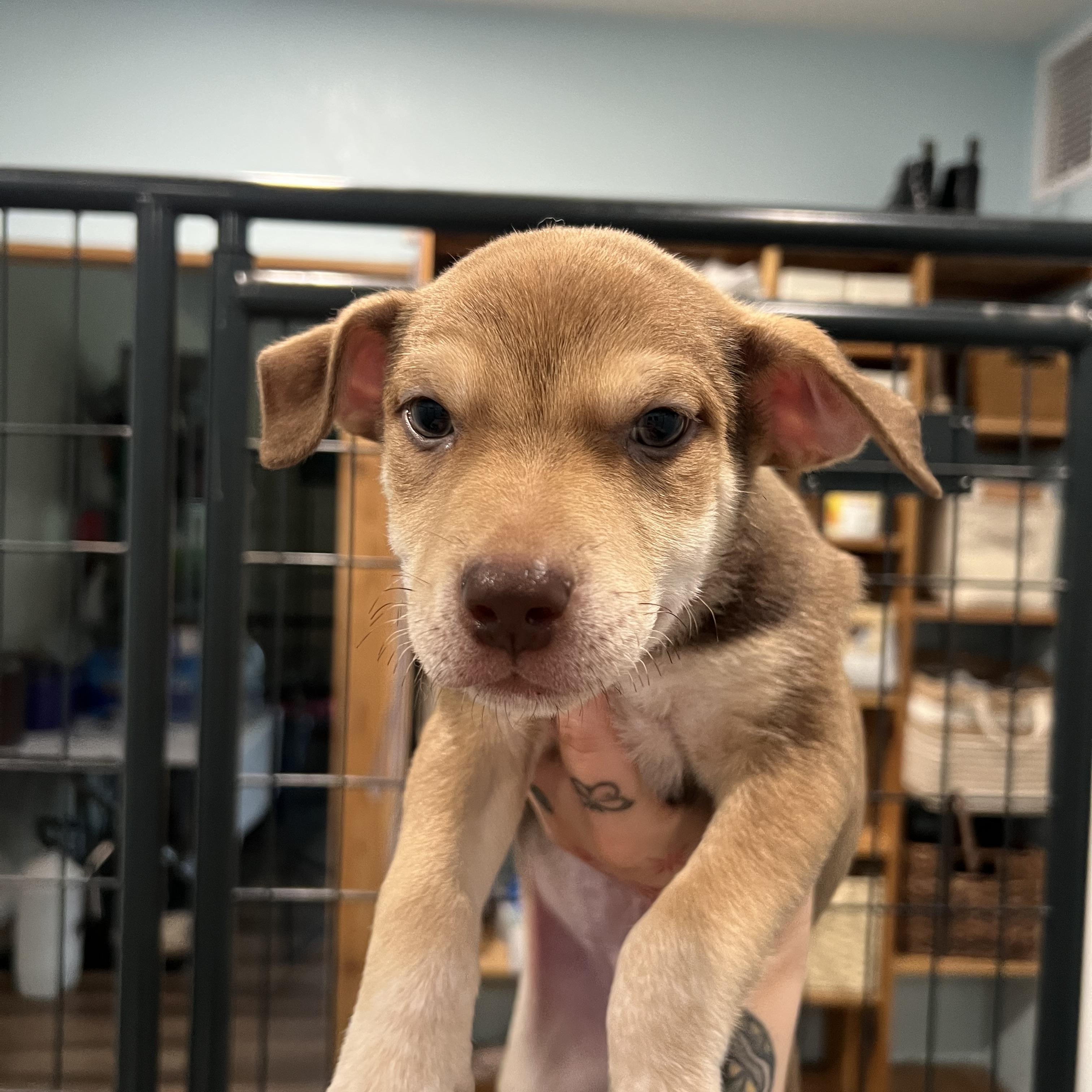 Jack, a ADOPTABLE mixed breed in San Antonio, TX image 1/4
