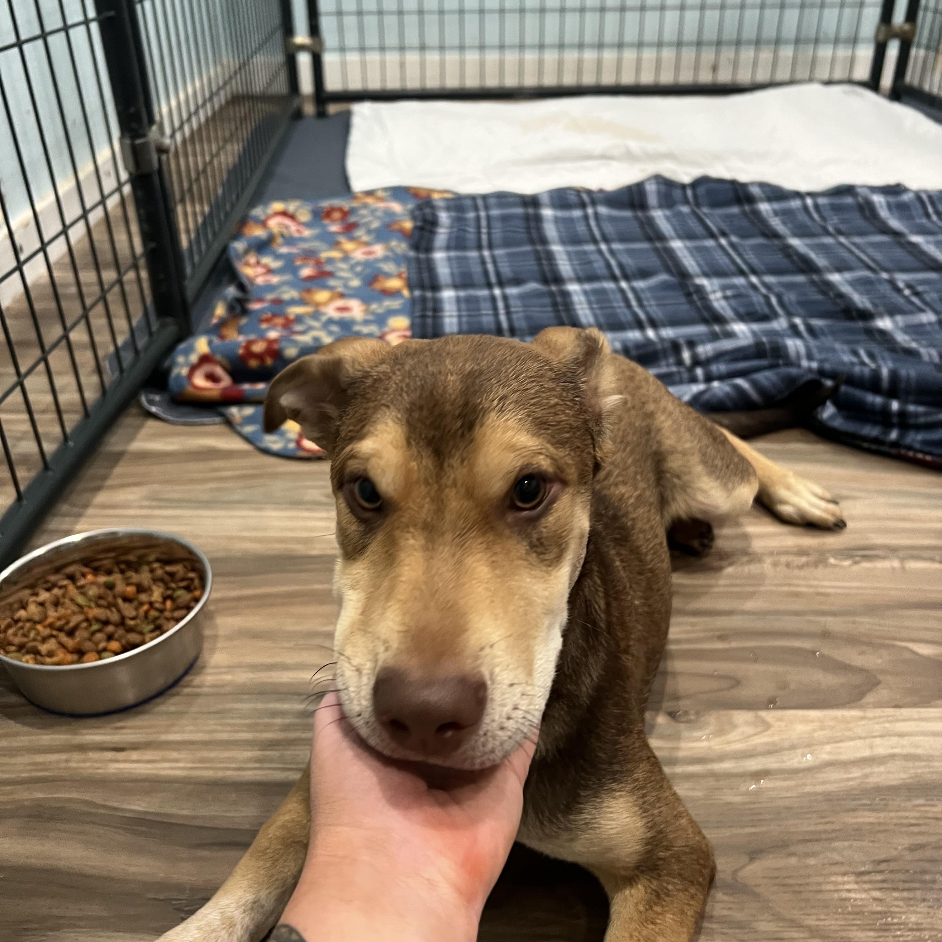 Bruce, Adoptable, Young Male Hound & Shepherd.