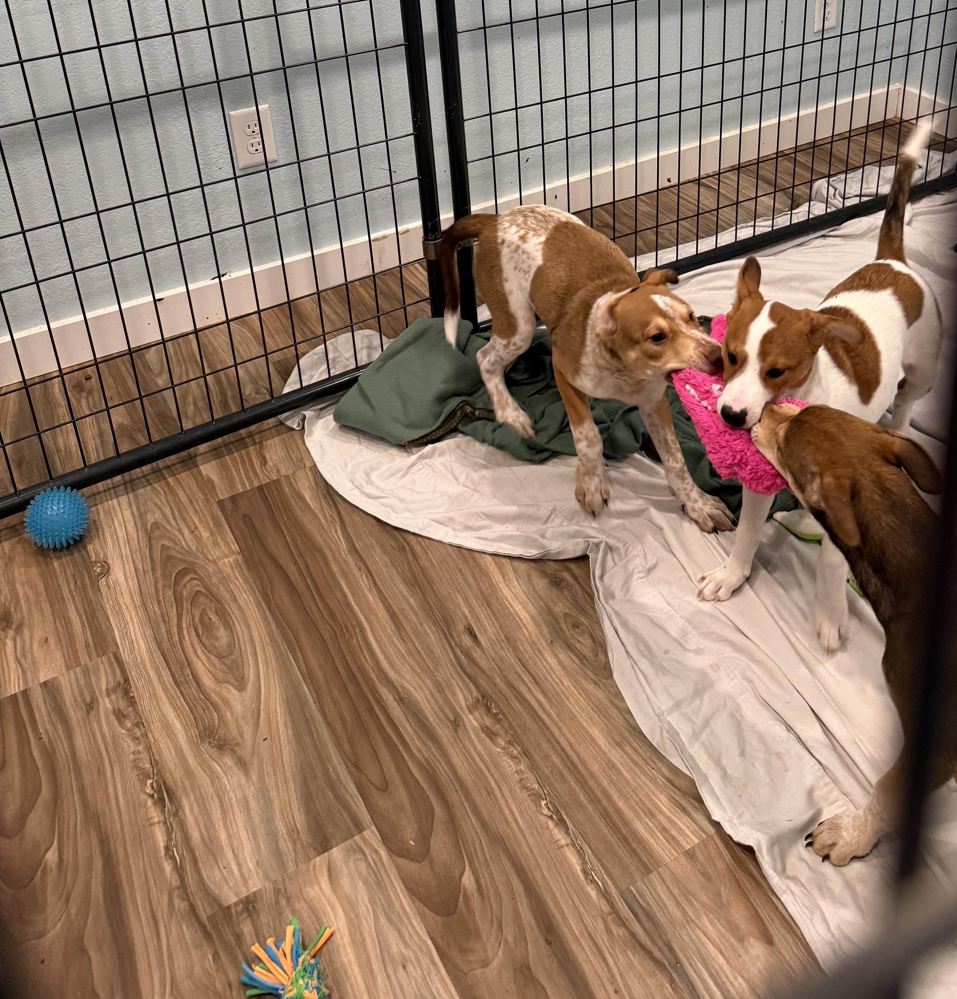 Enlarge Bruce, a ADOPTABLE mixed breed in San Antonio, TX image 4/4