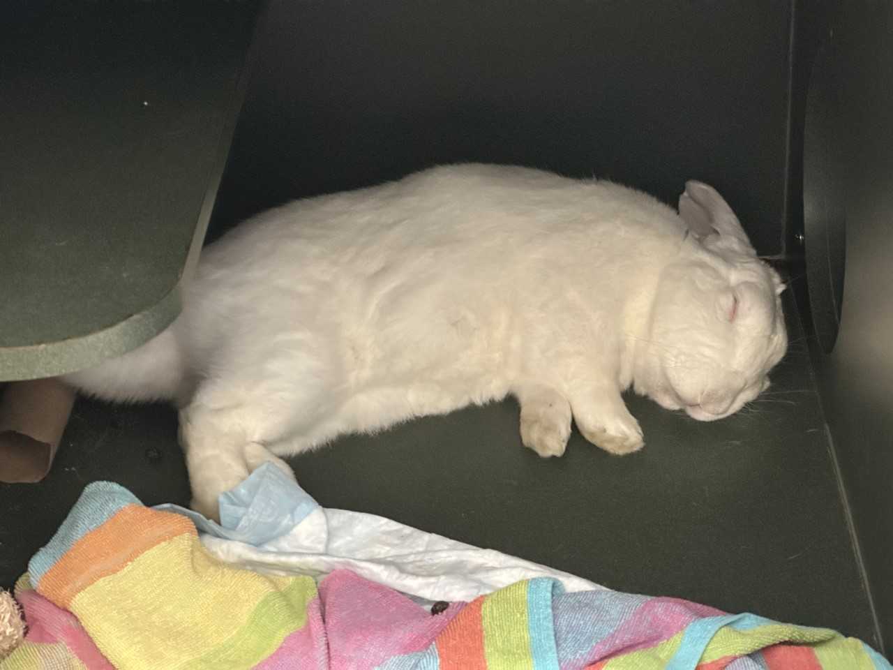 Enlarge Coryo "Core - Oh", a Adopted mixed breed in Ambler, PA image 1/3