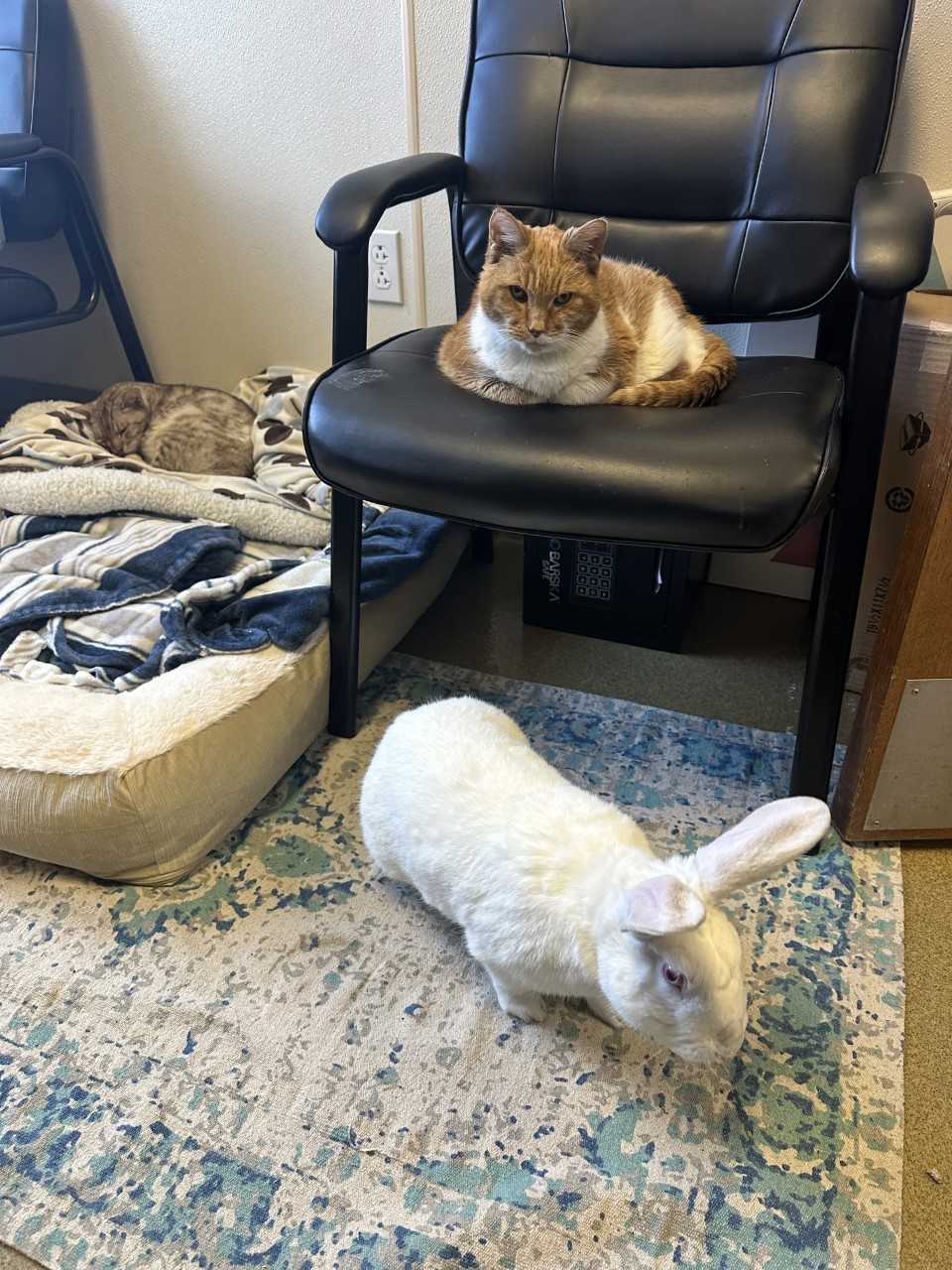 Enlarge Coryo "Core - Oh", a Adopted mixed breed in Ambler, PA image 2/3