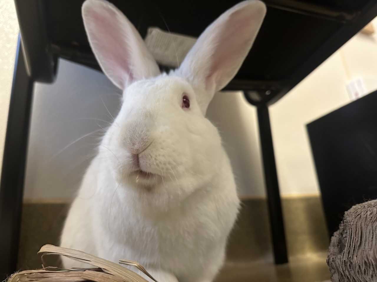 Enlarge Coryo "Core - Oh", a Adopted mixed breed in Ambler, PA image 3/3