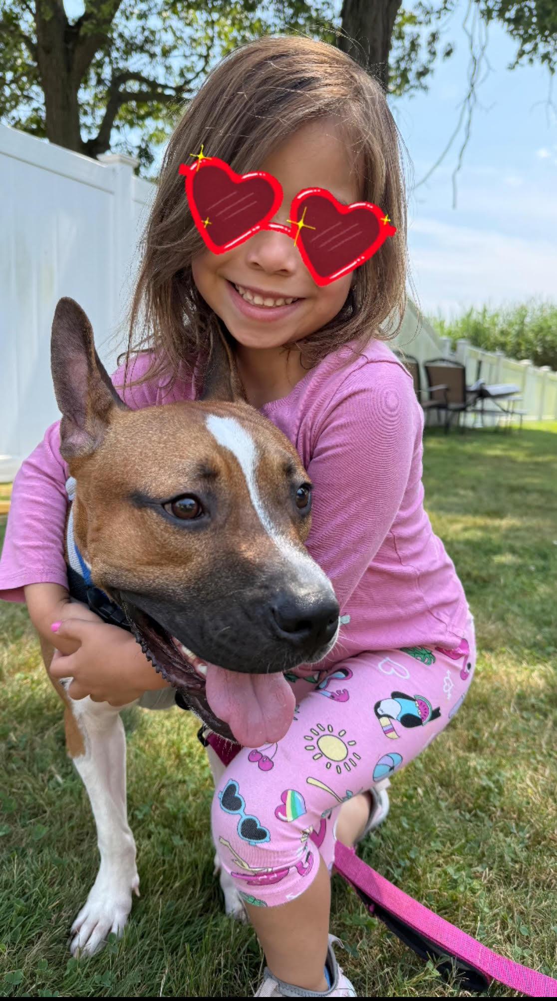 Leonardo, Adoptable, Young Male American Staffordshire Terrier.