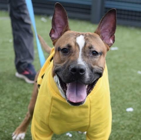 Enlarge Leonardo, a Adoptable mixed breed in New Haven, CT image 5/6