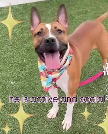 Enlarge Leonardo, a Adoptable mixed breed in New Haven, CT image 4/6