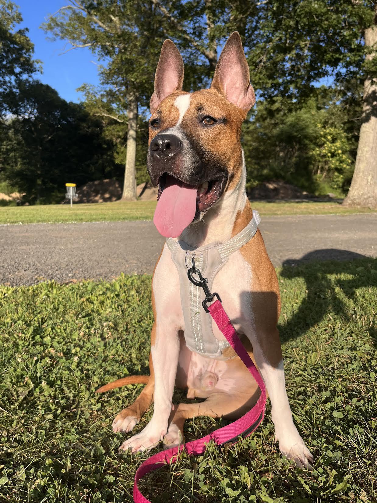 Enlarge Leonardo, a Adoptable mixed breed in New Haven, CT image 2/6