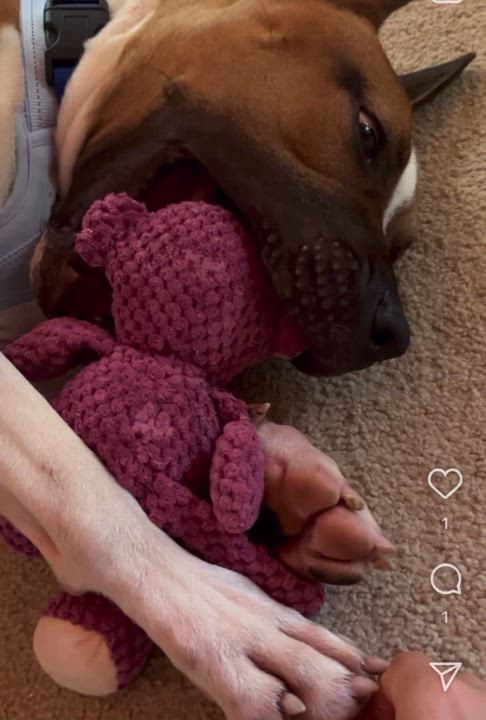 Enlarge Leonardo, a Adoptable mixed breed in New Haven, CT video 6/6