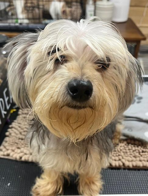 Daisy, Adoptable, Adult Female Yorkshire Terrier.