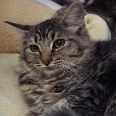 Peanut photo 3
