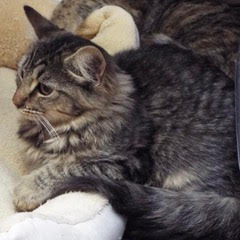 Peanut photo 4