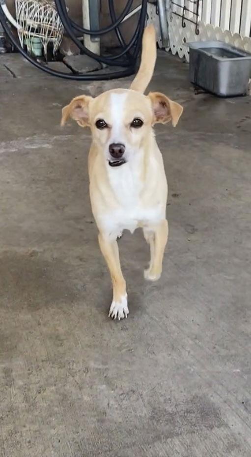 Enlarge Wynnona, a Adoptable Chihuahua in La Verne, CA image 1/3