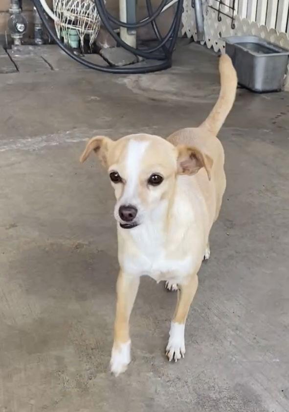 Enlarge Wynnona, a Adoptable Chihuahua in La Verne, CA image 2/3