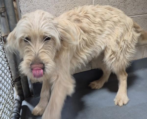 Enlarge 25-12-3682b Amanda, a Adoptable mixed breed in Dallas, GA image 1/1