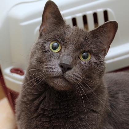 Peppaw, a Adoptable Domestic Short Hair in San Francisco, CA image 1/2