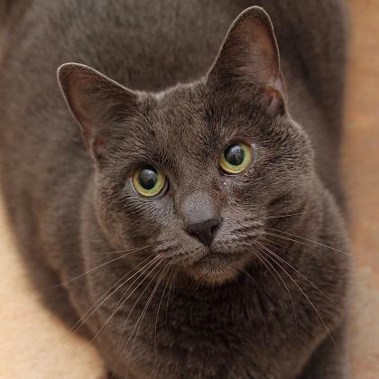 Peppaw, a Adoptable Domestic Short Hair in San Francisco, CA image 2/2