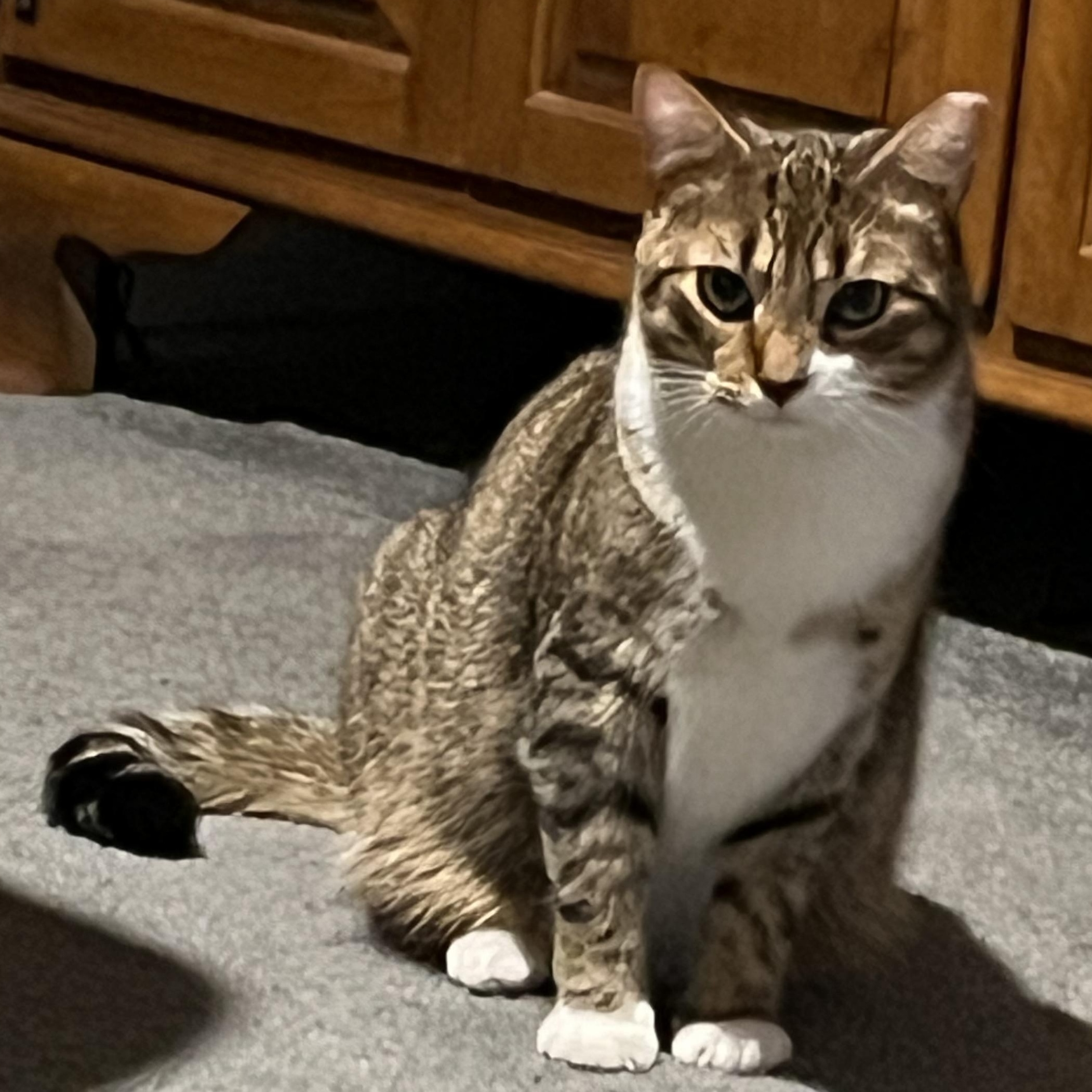 Georgie, a Adoptable Domestic Short Hair in Bellmawr, NJ image 2/2