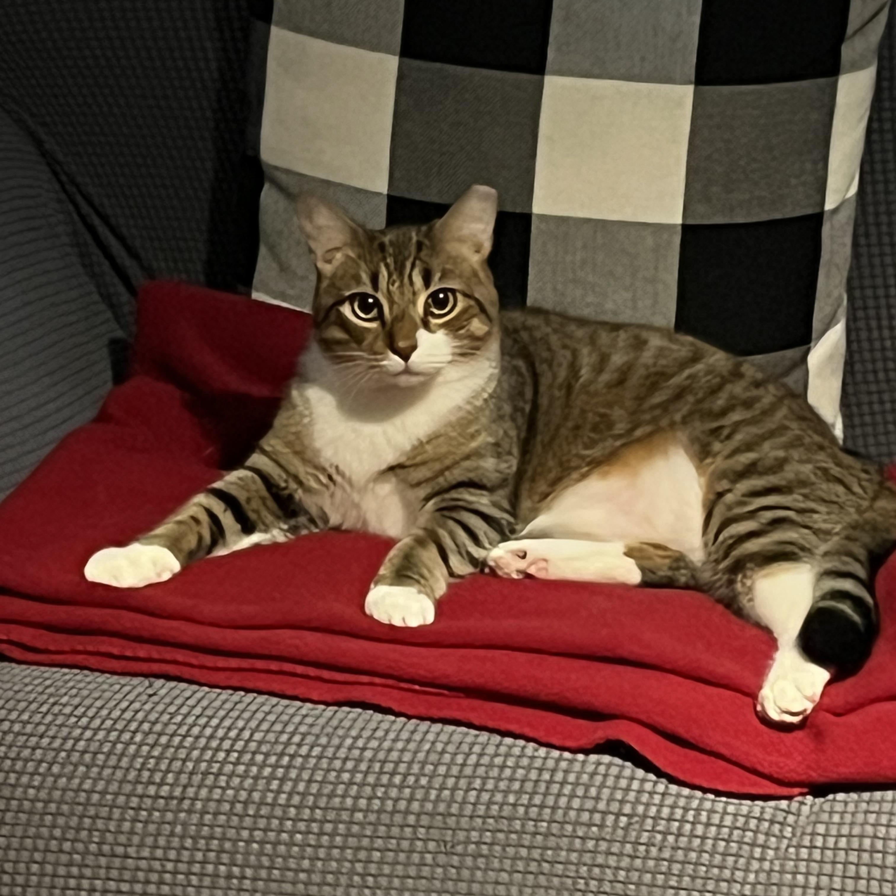 Georgie, a Adoptable Domestic Short Hair in Bellmawr, NJ image 1/2