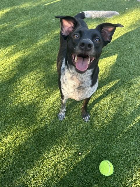 Enlarge Juniper, a Adoptable mixed breed in Allen, TX image 2/2