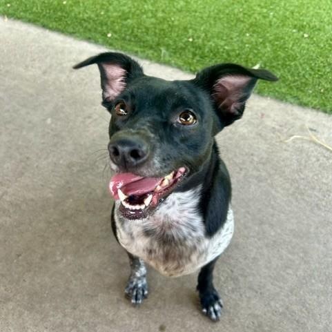 Enlarge Juniper, a Adoptable mixed breed in Allen, TX image 1/2