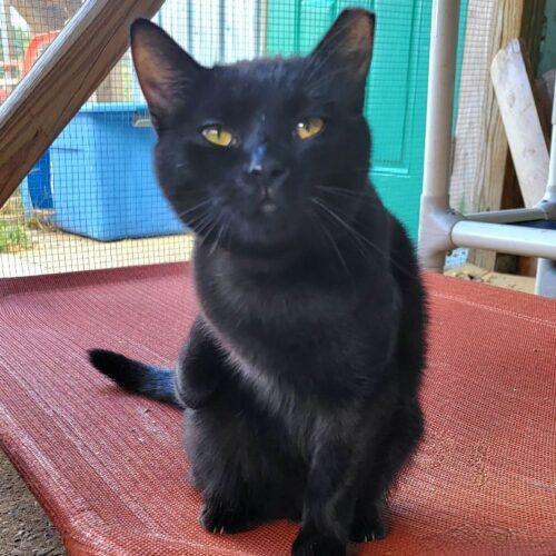 Rove, Adoptable, Adult Female Domestic Short Hair.