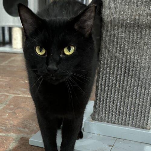 Rove, a Adoptable Domestic Short Hair in Tipp City, OH image 2/5