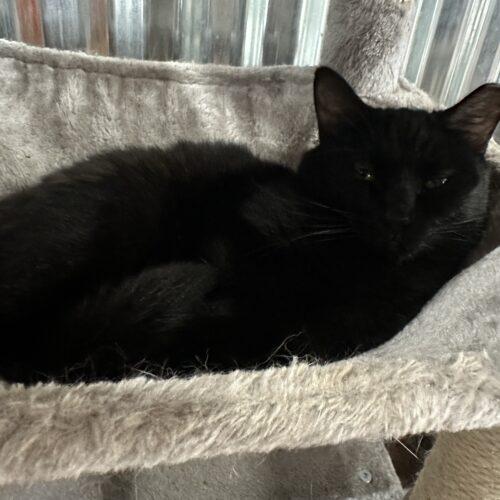 Rove, a Adoptable Domestic Short Hair in Tipp City, OH image 3/5