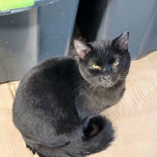 Rove, a Adoptable Domestic Short Hair in Tipp City, OH image 4/5