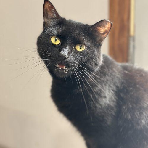 Enlarge Rove, a Adoptable Domestic Short Hair in Tipp City, OH image 5/6