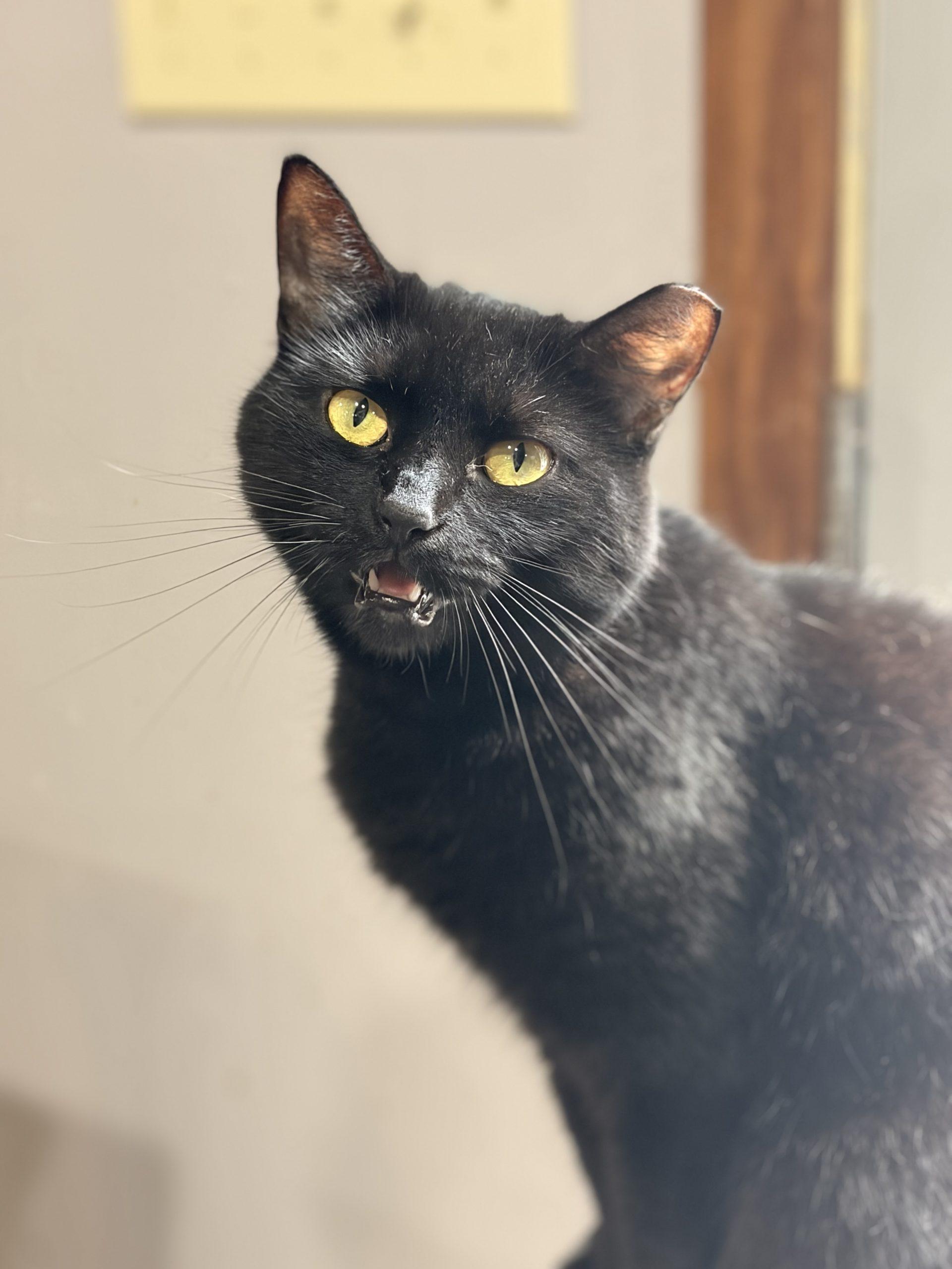 Rove, a Adoptable Domestic Short Hair in Tipp City, OH image 5/6