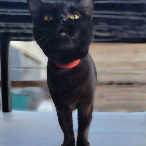 Rove, a Adoptable Domestic Short Hair in Tipp City, OH image 5/5