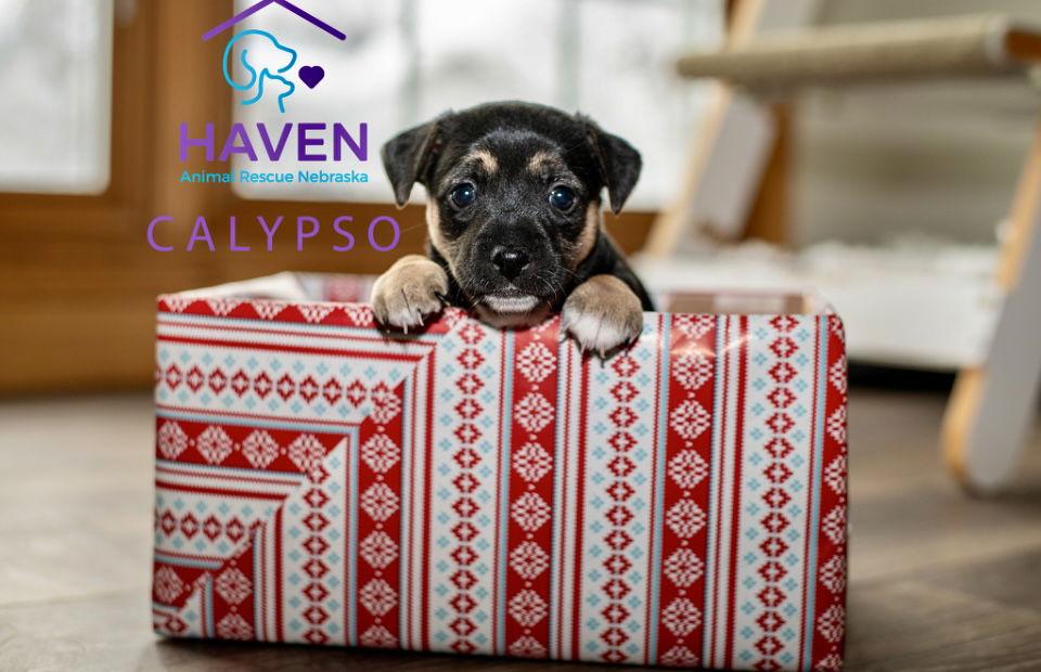 Enlarge Calypso, a Adoptable mixed breed in Omaha, NE image 1/2