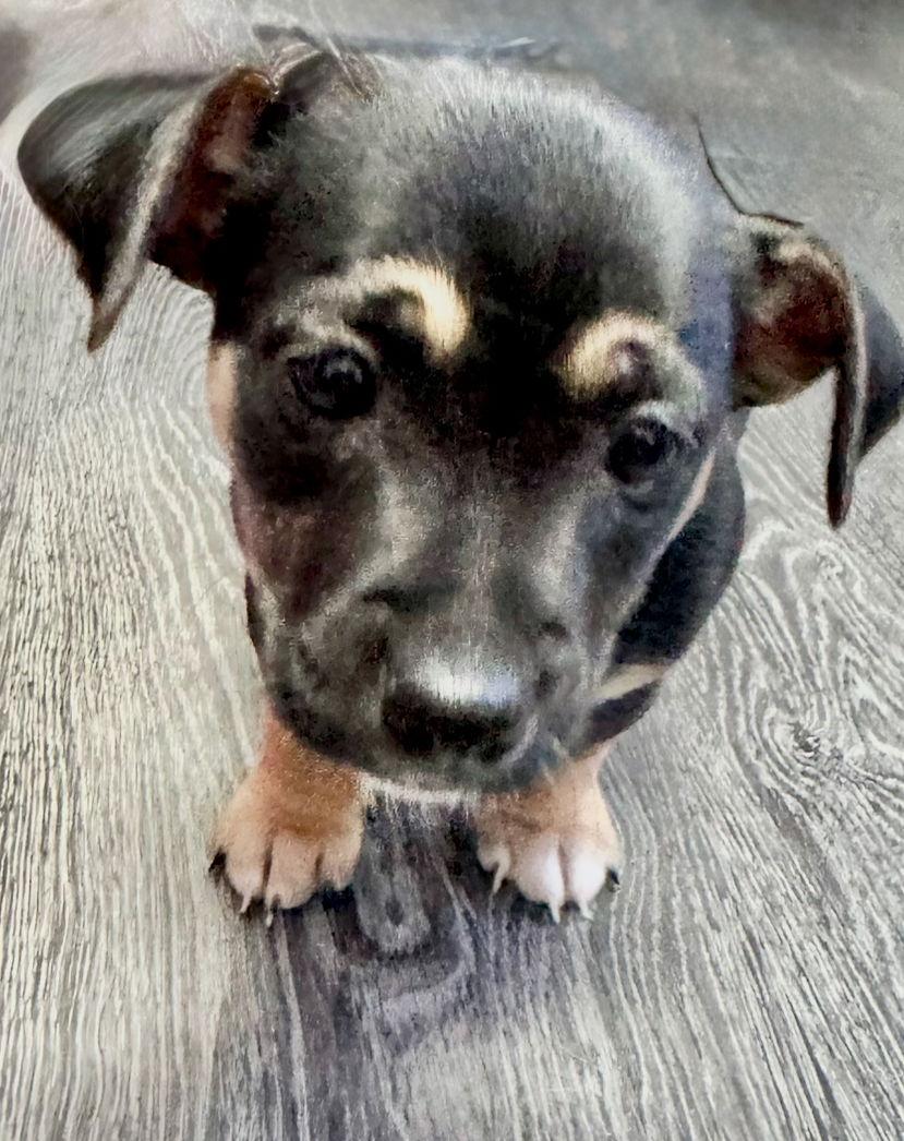 Calypso, Adoptable, Puppy Female Dachshund & Terrier.