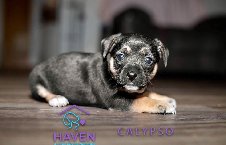 Enlarge Calypso, a Adoptable mixed breed in Omaha, NE image 2/2