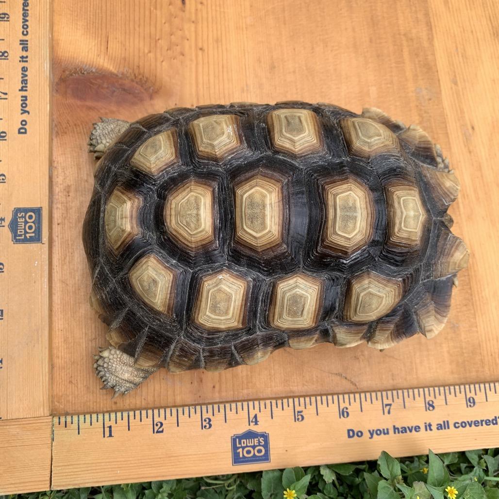 Enlarge Bodie, a Adoptable Sulcata in San Marcos, TX image 1/4