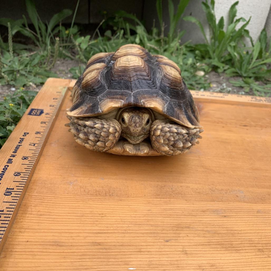 Enlarge Bodie, a Adoptable Sulcata in San Marcos, TX image 2/4