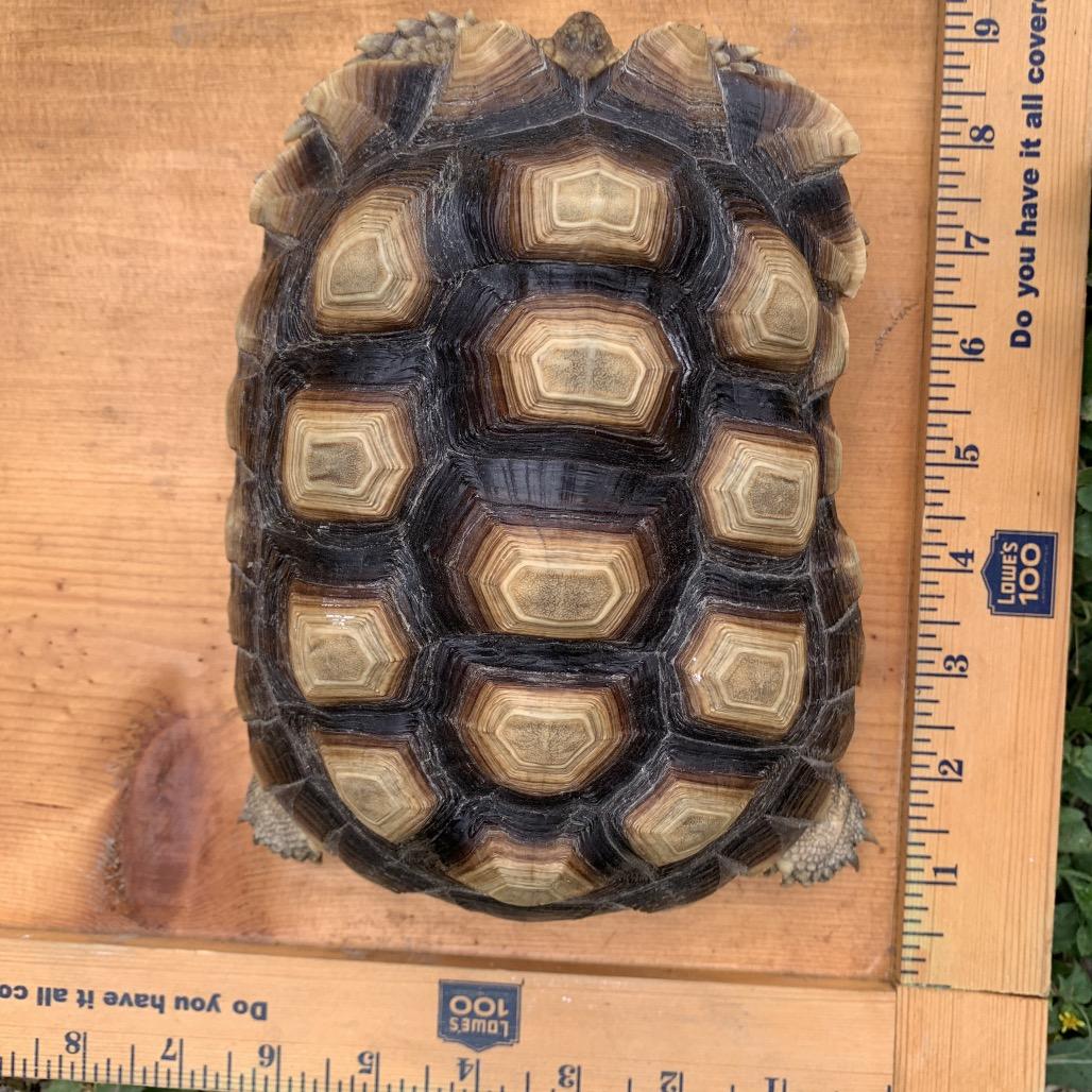 Enlarge Bodie, a Adoptable Sulcata in San Marcos, TX image 3/4