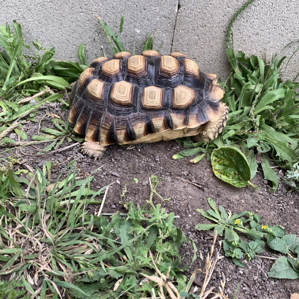 Enlarge Bodie, a Adoptable Sulcata in San Marcos, TX image 4/4