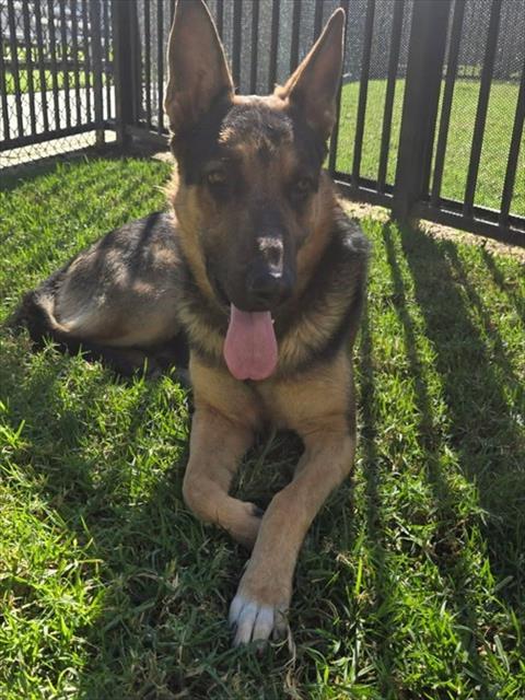 LUKE, Adoptable, Adult Male German Shepherd Dog.