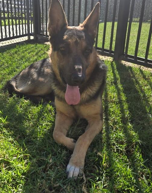 LUKE, Adoptable, Adult Male German Shepherd Dog.