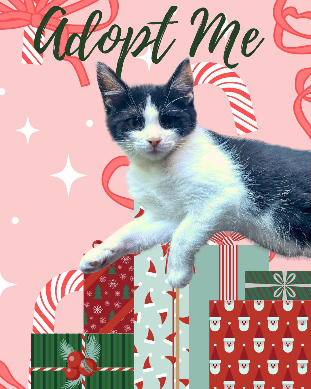 Enlarge Alexis, an adopted Domestic Short Hair in Wildomar, CA image 2/3