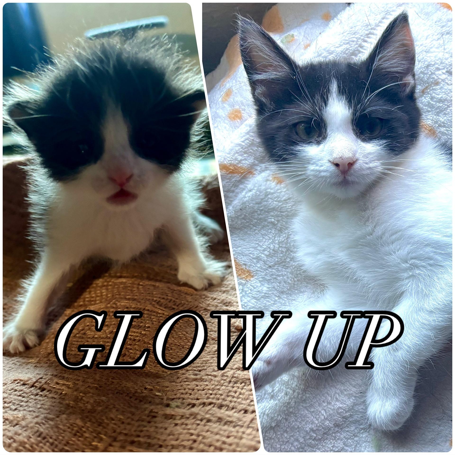 Alexis, adopted, Kitten Female Domestic Short Hair.